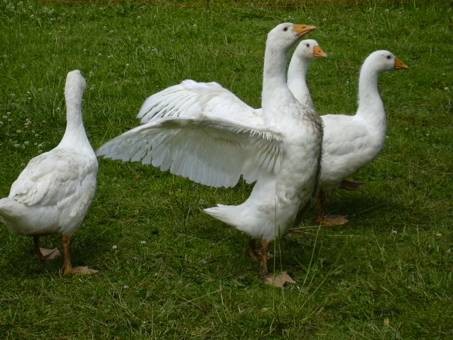 G&auml;nse